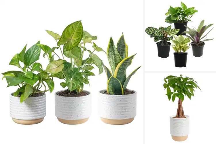Detailed view of 10 Best Indoor Plants That Thrive With Minimal Care